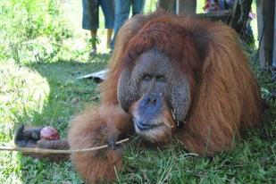 Seekor Orangutan Berhasil Diamankan Warga Pidie