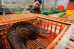 Sidang Perdagangan Daging Trenggiling Digelar di Medan