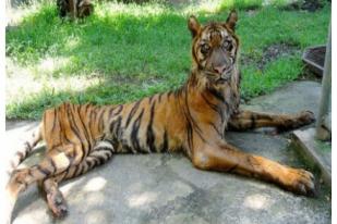 Menteri Kehutanan Dipetisi 6300 Orang untuk Selamatkan Harimau di Kebun Binatang Surabaya