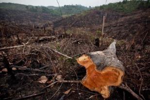 Indonesia Tertinggal dari Brasil Soal Hutan