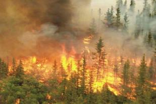 Kemenhut: Pemerintah Dorong Pemulihan Lahan Bekas Kebakaran