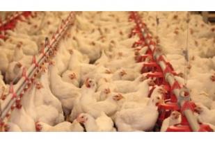 Arab Saudi Larang Impor Ayam dari Kanada