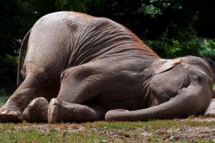 Gajah Mati di Aceh, Masyarakat Mengaku Tak Membunuh