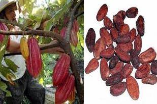 Kemendag Tetapkan Harga Pokok Ekspor Biji Kakao dan Kayu
