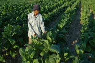 APTI: Regulasi Pemerintah Rugikan Petani Tembakau 