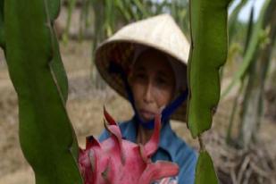 PBB Puji Peran Pertanian Keluarga Berantas Kelaparan Global