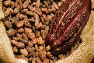 OJK: Pengembangan Kakao Sulbar Dibantu Pembiayaan Keuangan