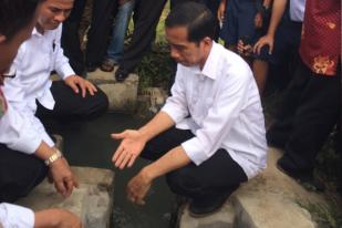 Presiden Jokowi Anggarkan Rp 1,2 Triliun untuk Kebun Kakao