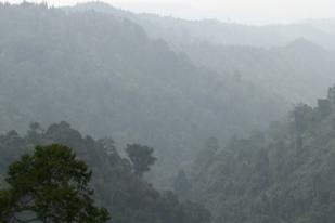 Koalisi Masyarakat Sipil Ajukan Judicial Review  Menolak UU P2H Tentang Perusakan Hutan