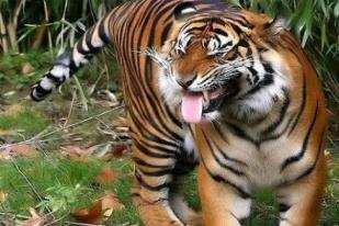 Lima Pembalak Liar Yang Diserang Harimau Berhasil Dievakuasi