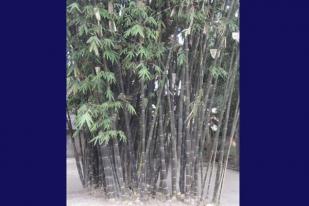 UK Maranatha dan IBC Kembangkan Bambu
