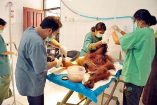 Orangutan Mati dengan Puluhan Peluru Bersarang di Tubuh
