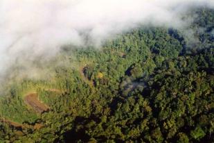 Laju Deforestasi Capai Satu Juta Hektare per Tahun