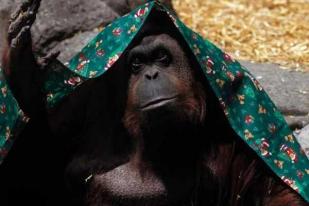 Pengadilan di Argentina: Orangutan Punyai Hak sebagai Pribadi ''Bukan Manusia''