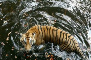Perdagangan Ilegal Harimau ke Tiongkok Semakin Meningkat