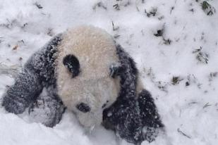 Panda Bao Bao Bermain Salju untuk Pertama Kali