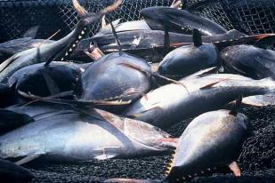 Upaya Tambahan untuk Mengatasi Penangkapan Ikan Ilegal 