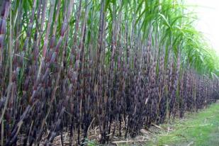 Investor Kembangkan Pabrik Gula di Kabupaten Dompu