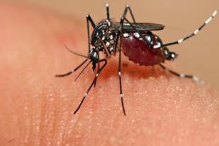 Australia Peringatkan Wisatawan tentang Chikungunya dari Asia Tenggara