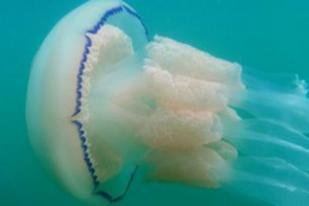 Penelitian: Ubur-ubur Dapat Rasakan Arus Laut 