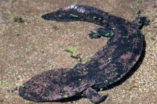 Pejabat Tiongkok Diperiksa karena Santap Salamander