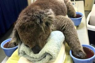 Jeremy si Koala Selamat dari Kebakaran Hutan Australia