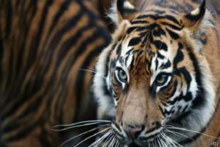 Populasi Harimau Sumatera Masuki Tahap Kritis