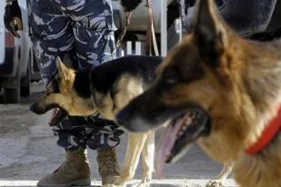 Baghdad Datangkan Anjing untuk Tugas di Pos Pemeriksaan