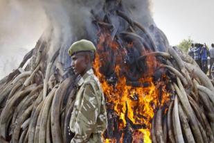 Kenya Hancurkan 15 Ton Gading Sitaan