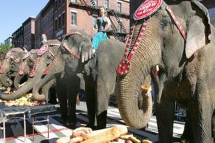Setelah 100 Tahun, Grup Sirkus AS Hilangkan Atraksi Gajah