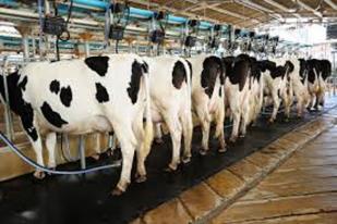 Susu Mengandung Antibiotik di AS