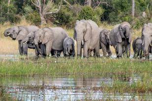 Bostwana Peringatkan Kematian Gajah Jelang KTT Antiperburuan