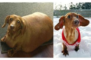 Seekor Anjing Berhasil Turunkan Berat Badan 45 Kg