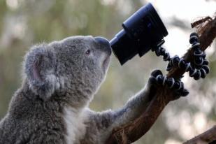 Pesawat Tanpa Awak Bantu Ilmuwan Temukan Koala