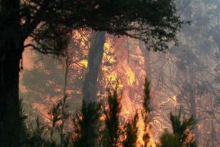 Kebakaran di Chili Hancurkan Spesies Unik