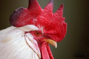 Korban Meninggal Flu Burung Diduga Tertular dari Bogor