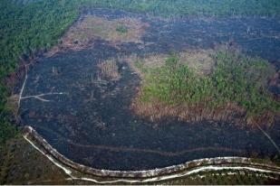 Status Darurat Kebakaran Riau akan Diperpanjang