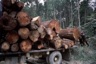Illegal logging Harus Dikenakan Hukuman Mati