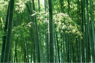 Belajar dari Serumpun Bambu