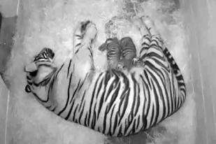Dua Harimau Sumatera Lahir di Kebun Binatang Amerika