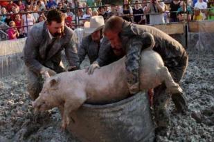 Tradisi Adu Babi Lawan Manusia Dihentikan Oleh Petisi