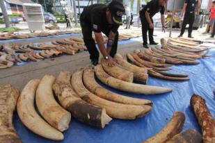 Thailand Sita 3,1 Ton Gading Gajah Asal Afrika