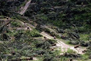 WWF: Petani Sawit Sebabkan Hutan Sumatera Gundul