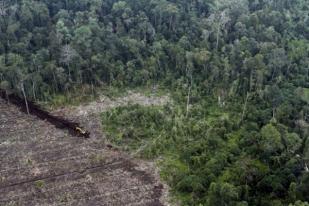 Kemitraan: Moratorium Hutan Harus Terukur