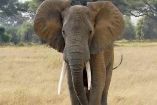 Pemburu Satwa Bantai Gajah Mozambik