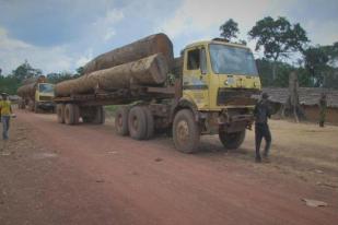 Greenpeace Imbau Penyelidikan Perdagangan Kayu RD Kongo