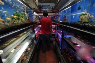 Pemerintah Dorong Ikan Hias Kuasai Pasar ASEAN