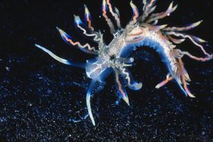 Siput Laut Warna-warni Salah Satu Spesies Baru Tahun 2015