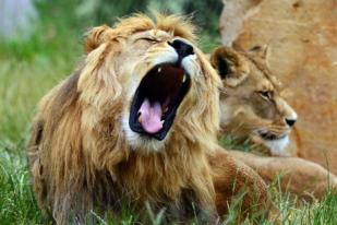 Turis AS Tewas Diterkam Singa di Cagar Alam Afrika Selatan
