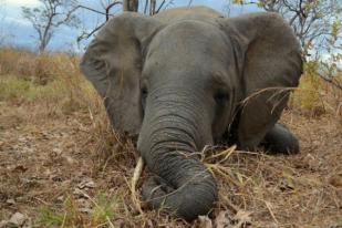 Jumlah Gajah Tanzania Turun Tajam pada 2014